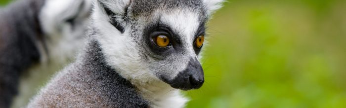 Ring-Tailed Lemur