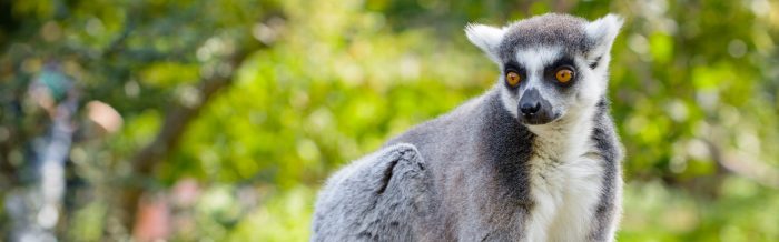 Ring-Tailed Lemur