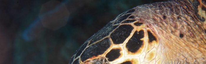 Hawksbill Turtle