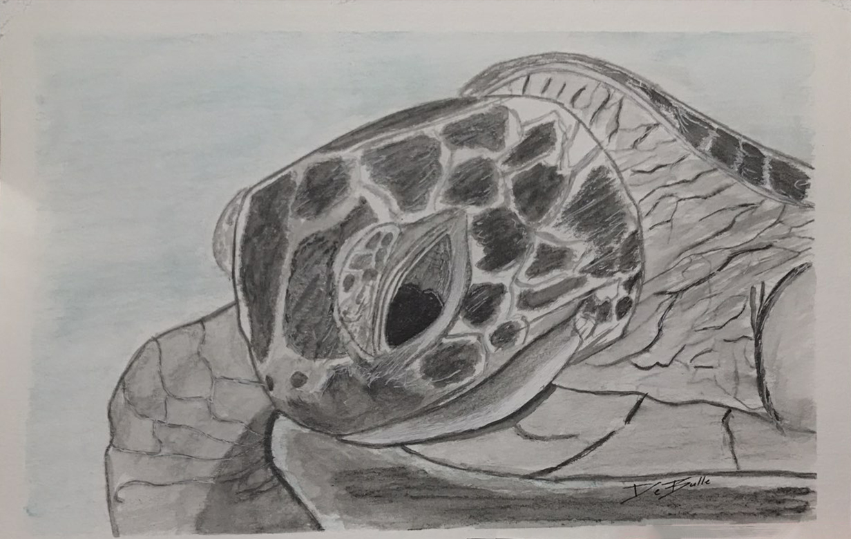 Sea Turtle Host Train