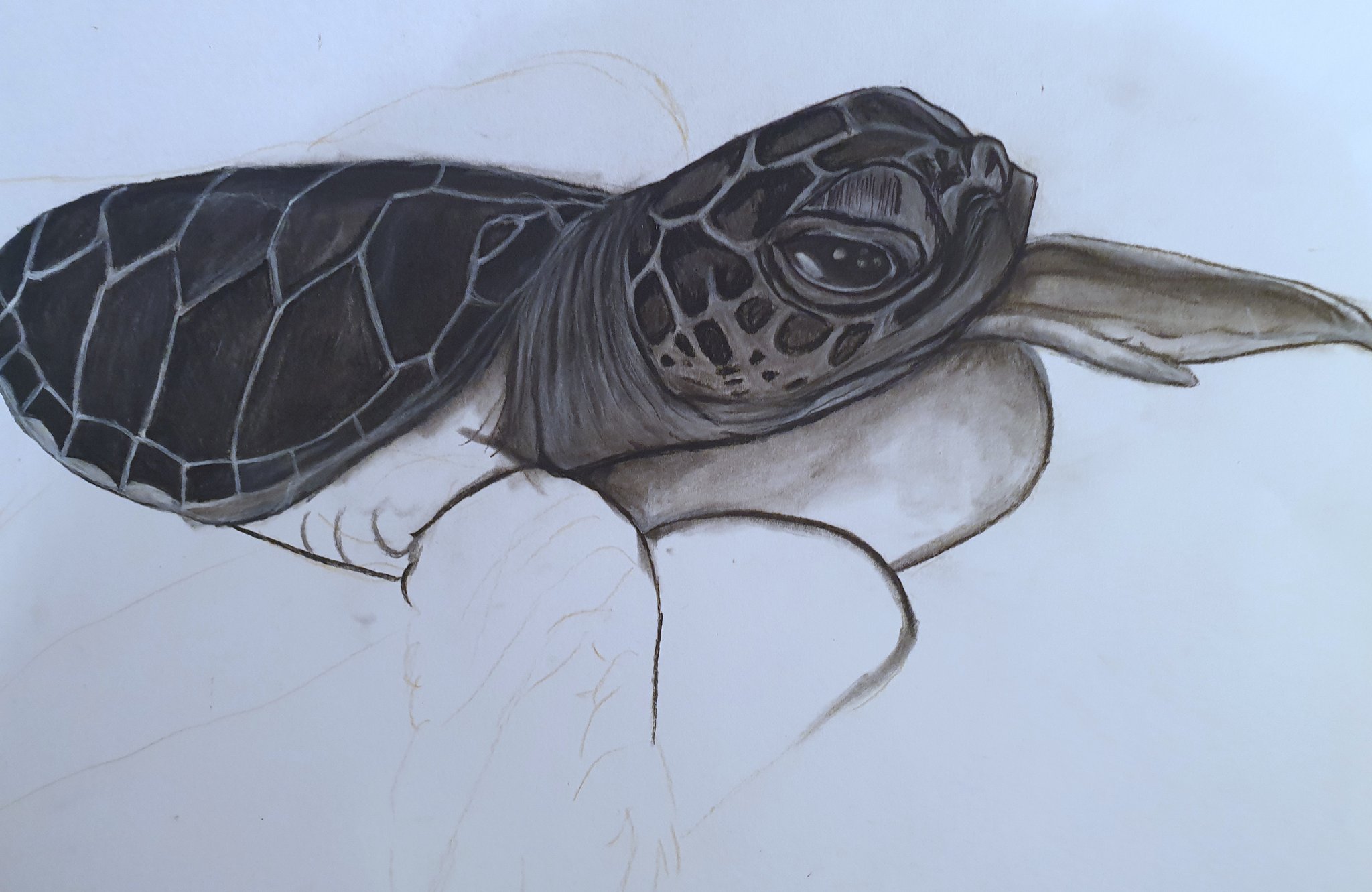 Sea Turtle Host Train