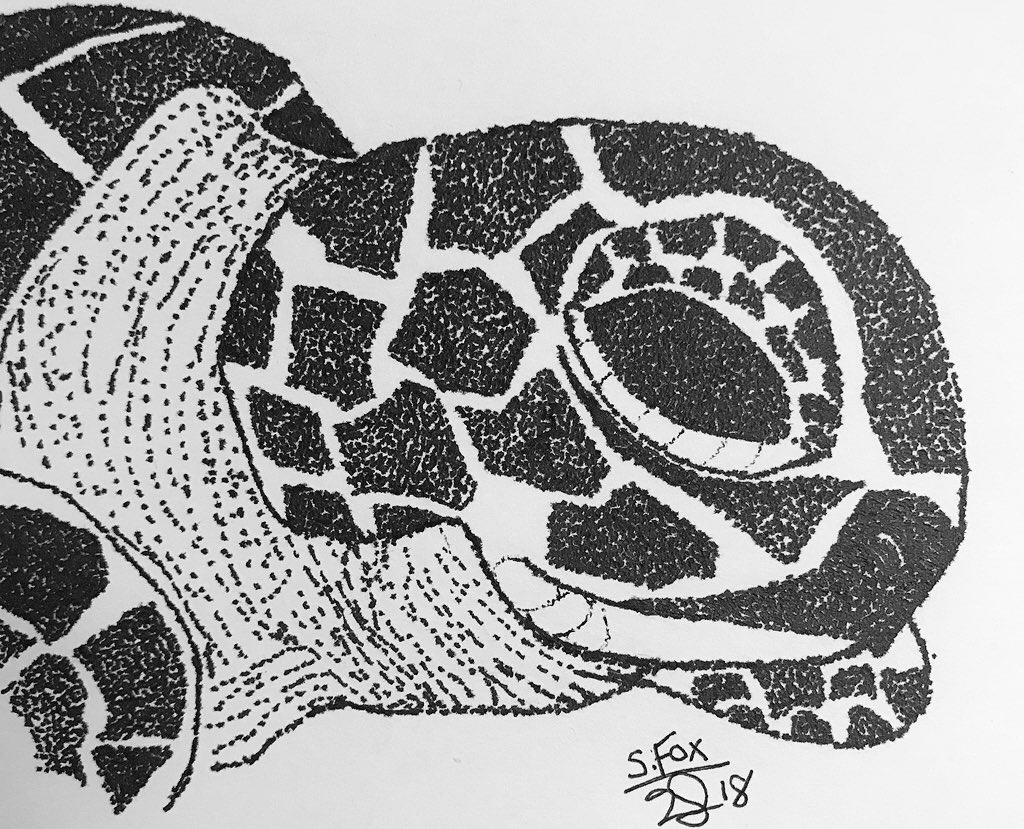 Sea Turtle Host Train