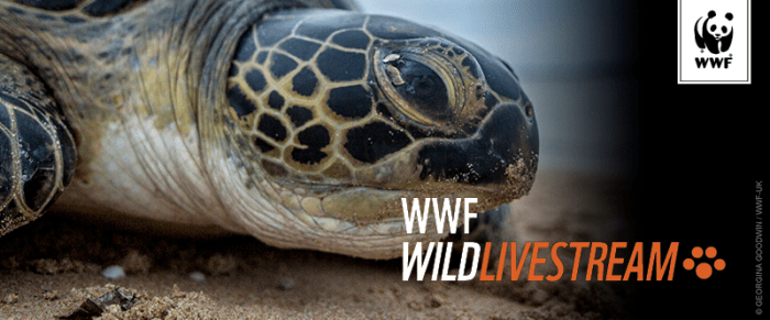 Sea Turtle Host Train