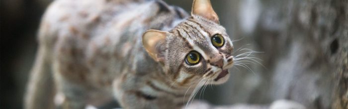 Rusty-Spotted Cat