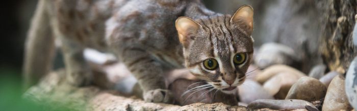 Rusty-Spotted Cat