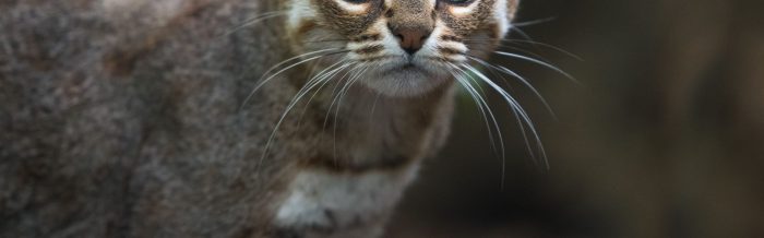 Rusty-Spotted Cat