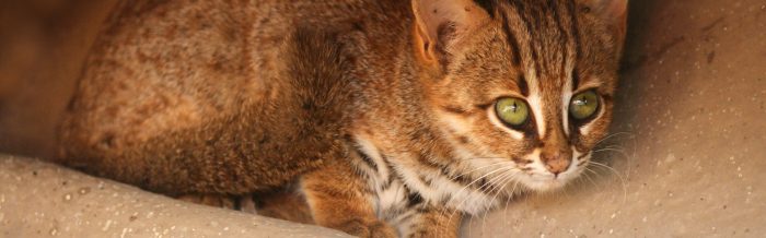 Rusty-Spotted Cat