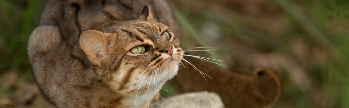 Rusty-Spotted Cat