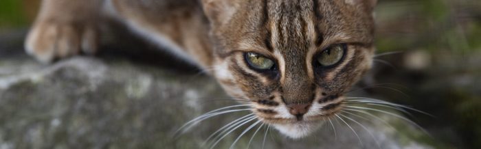 Rusty-Spotted Cat