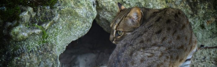 Rusty-Spotted Cat