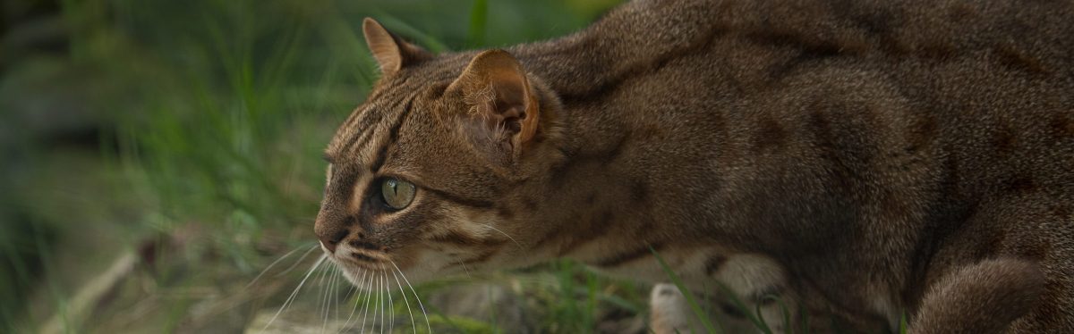 Rusty-Spotted Cat