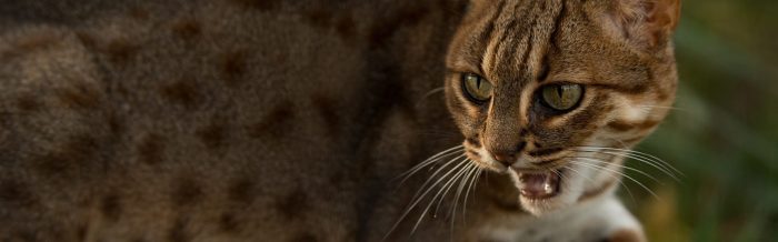 Rusty-Spotted Cat