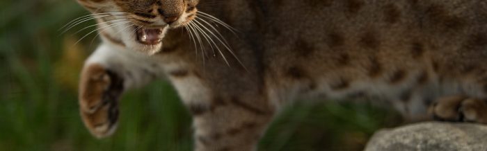 Rusty-Spotted Cat