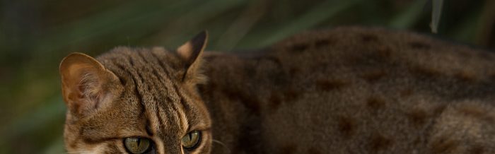 Rusty-Spotted Cat