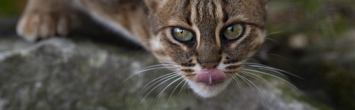 Rusty-Spotted Cat