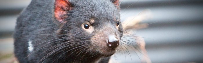 Tasmanian Devil