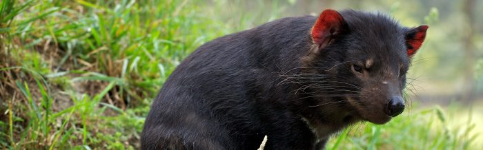 Tasmanian Devil