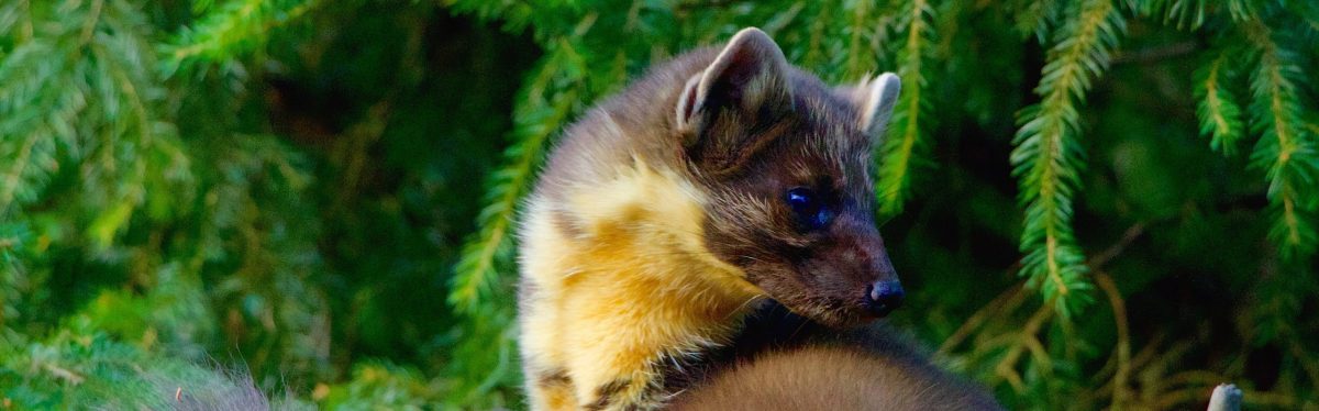 Pine Marten