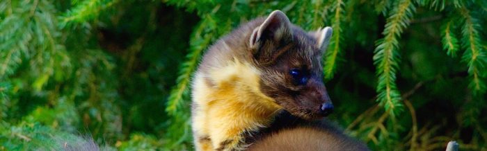 Pine Marten