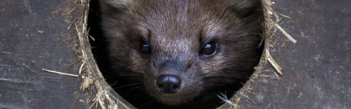 Pine Marten