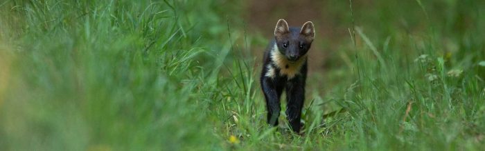 Pine Marten