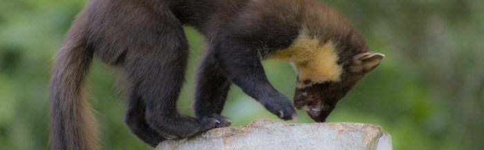 Pine Marten