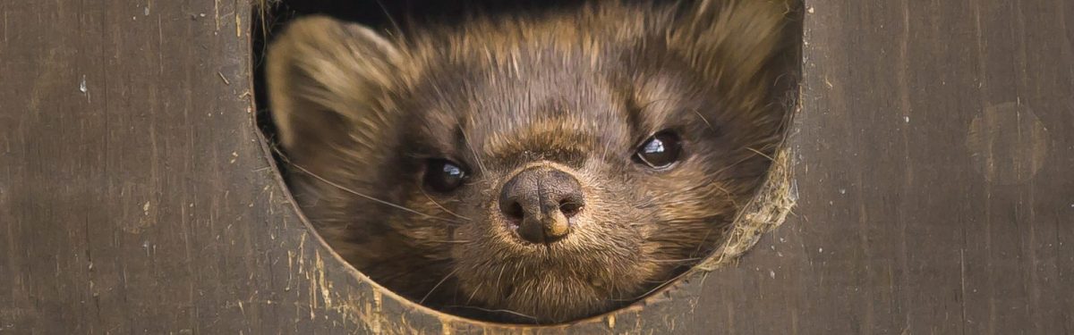 Pine Marten
