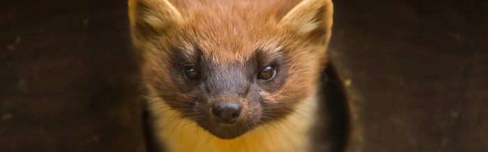 Pine Marten