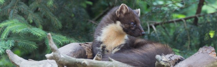 Pine Marten