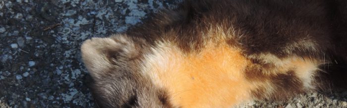 Pine Marten