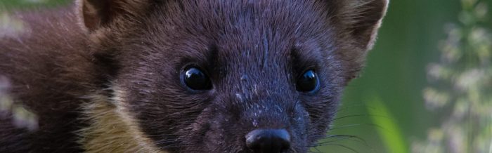 Pine Marten