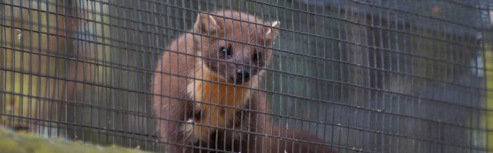 Pine Marten