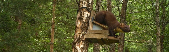 Pine Marten
