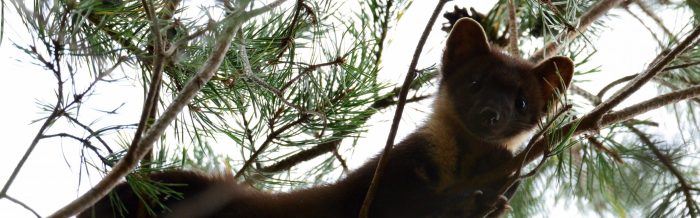 Pine Marten