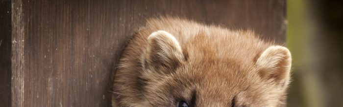 Pine Marten