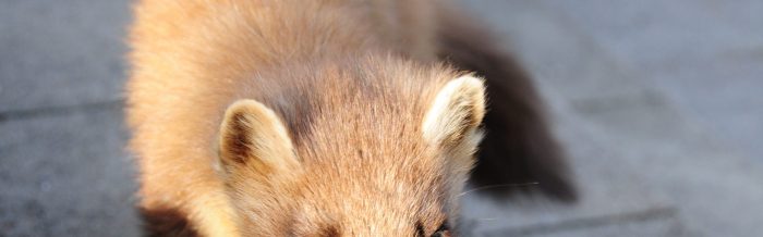 Pine Marten