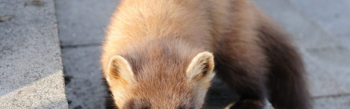 Pine Marten