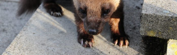 Pine Marten