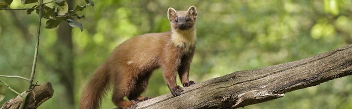 Pine Marten
