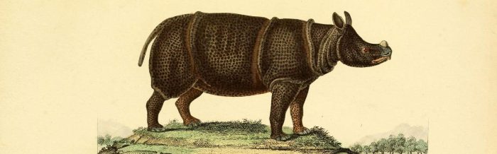 Javan Rhinoceros