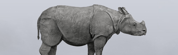 Javan Rhinoceros