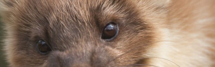 Pine Marten