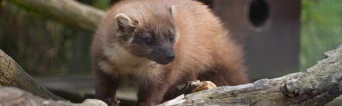 Pine Marten