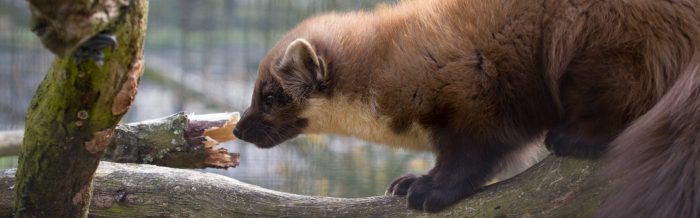 Pine Marten