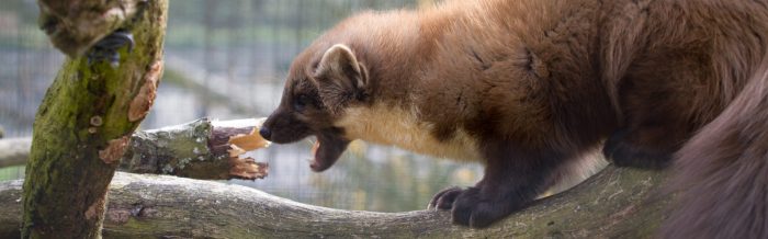 Pine Marten