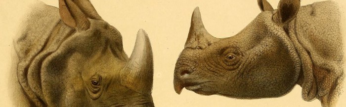 Javan Rhinoceros