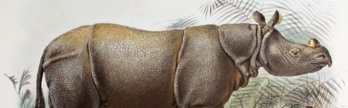 Javan Rhinoceros