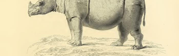 Javan Rhinoceros