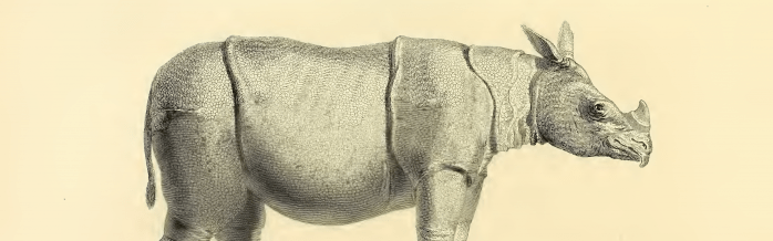 Javan Rhinoceros