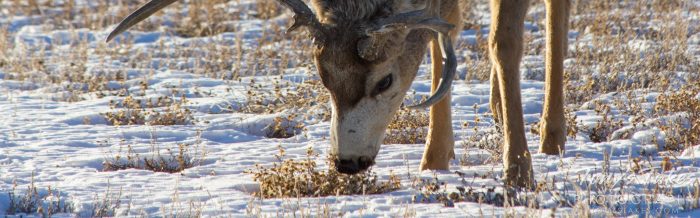 Mule Deer